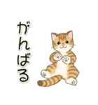 男性も使いやすい だらだらにゃんこ（個別スタンプ：12）