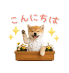 飛び出す！柴犬の日常スタンプ（個別スタンプ：3）
