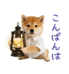 飛び出す！柴犬の日常スタンプ（個別スタンプ：4）