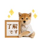 飛び出す！柴犬の日常スタンプ（個別スタンプ：5）