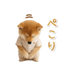 飛び出す！柴犬の日常スタンプ（個別スタンプ：6）