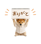 飛び出す！柴犬の日常スタンプ（個別スタンプ：8）