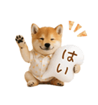 飛び出す！柴犬の日常スタンプ（個別スタンプ：12）