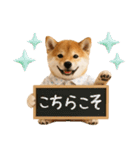 飛び出す！柴犬の日常スタンプ（個別スタンプ：15）