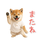 飛び出す！柴犬の日常スタンプ（個別スタンプ：16）