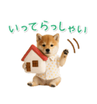 飛び出す！柴犬の日常スタンプ（個別スタンプ：18）