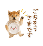 飛び出す！柴犬の日常スタンプ（個別スタンプ：20）
