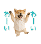 飛び出す！柴犬の日常スタンプ（個別スタンプ：21）