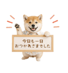 飛び出す！柴犬の日常スタンプ（個別スタンプ：23）