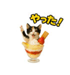 ちびのり★にゃんこの大冒険（個別スタンプ：24）