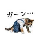 三毛猫の謎すぎる日常スタンプ（個別スタンプ：8）
