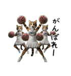 三毛猫の謎すぎる日常スタンプ（個別スタンプ：13）