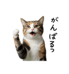 三毛猫の謎すぎる日常スタンプ（個別スタンプ：14）