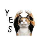 三毛猫の謎すぎる日常スタンプ（個別スタンプ：17）