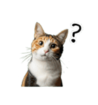三毛猫の謎すぎる日常スタンプ（個別スタンプ：19）