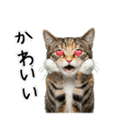 三毛猫の謎すぎる日常スタンプ（個別スタンプ：21）
