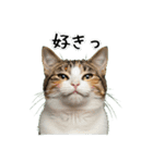三毛猫の謎すぎる日常スタンプ（個別スタンプ：22）
