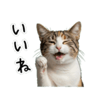 三毛猫の謎すぎる日常スタンプ（個別スタンプ：28）