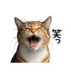三毛猫の謎すぎる日常スタンプ（個別スタンプ：29）