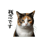 三毛猫の謎すぎる日常スタンプ（個別スタンプ：31）