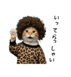 三毛猫の謎すぎる日常スタンプ（個別スタンプ：33）