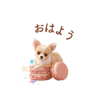 チワワ×スイーツ♡使いやすい日常スタンプ（個別スタンプ：1）