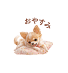 チワワ×スイーツ♡使いやすい日常スタンプ（個別スタンプ：2）