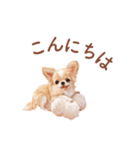 チワワ×スイーツ♡使いやすい日常スタンプ（個別スタンプ：3）