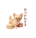 チワワ×スイーツ♡使いやすい日常スタンプ（個別スタンプ：5）