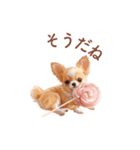 チワワ×スイーツ♡使いやすい日常スタンプ（個別スタンプ：9）