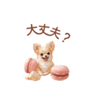 チワワ×スイーツ♡使いやすい日常スタンプ（個別スタンプ：18）