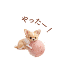 チワワ×スイーツ♡使いやすい日常スタンプ（個別スタンプ：21）
