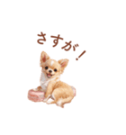 チワワ×スイーツ♡使いやすい日常スタンプ（個別スタンプ：22）