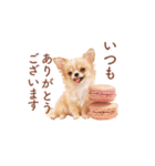 チワワ×スイーツ♡使いやすい日常スタンプ（個別スタンプ：31）
