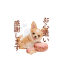 チワワ×スイーツ♡使いやすい日常スタンプ（個別スタンプ：33）