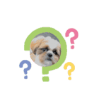 シーズー犬クッキー①（個別スタンプ：1）