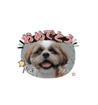 シーズー犬クッキー①（個別スタンプ：2）