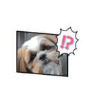 シーズー犬クッキー①（個別スタンプ：3）
