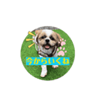 シーズー犬クッキー①（個別スタンプ：4）