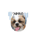 シーズー犬クッキー①（個別スタンプ：5）
