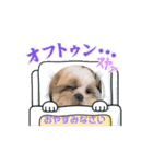 シーズー犬クッキー①（個別スタンプ：7）
