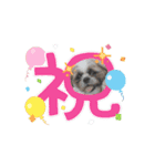 シーズー犬クッキー①（個別スタンプ：9）