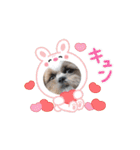 シーズー犬クッキー①（個別スタンプ：10）