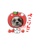 シーズー犬クッキー①（個別スタンプ：12）
