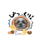 シーズー犬クッキー①（個別スタンプ：14）