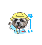 シーズー犬クッキー①（個別スタンプ：15）