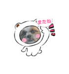 シーズー犬クッキー①（個別スタンプ：16）