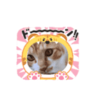 茶トラ猫ちゃろ様（個別スタンプ：10）