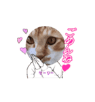 茶トラ猫ちゃろ様（個別スタンプ：15）