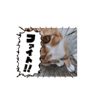 茶トラ猫ちゃろ様（個別スタンプ：16）